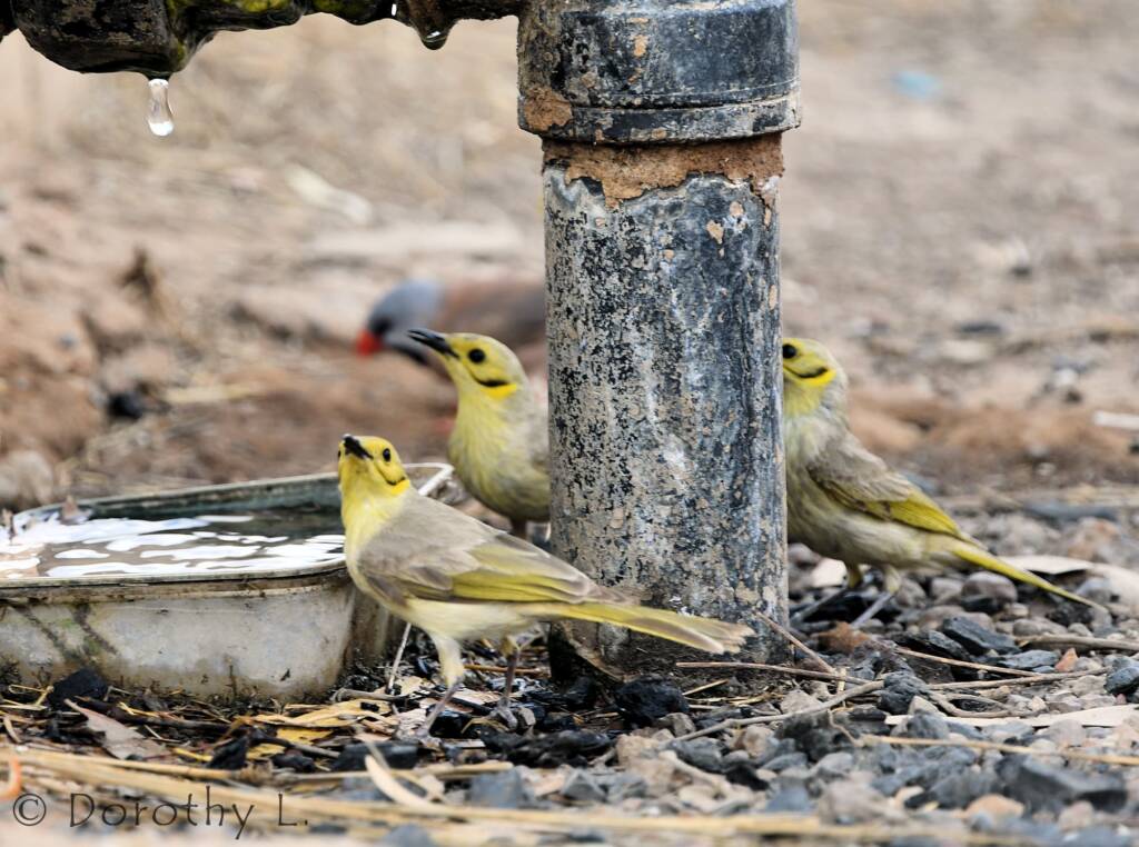 Yellow-tinted Honeyeater (Ptilotula flavescens)