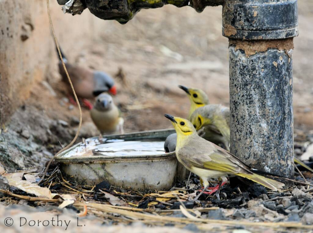 Yellow-tinted Honeyeater (Ptilotula flavescens)