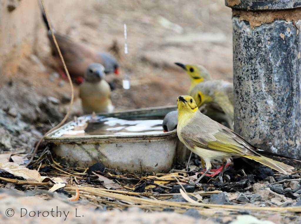 Yellow-tinted Honeyeater (Ptilotula flavescens)