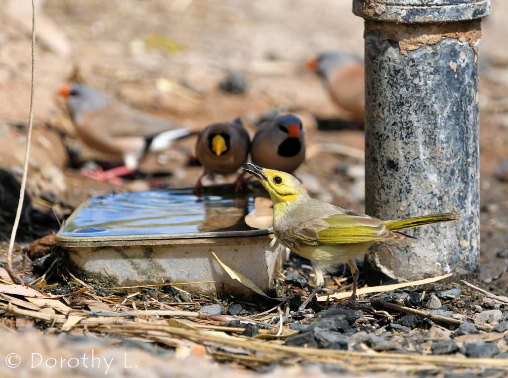 Yellow-tinted Honeyeater (Ptilotula flavescens)