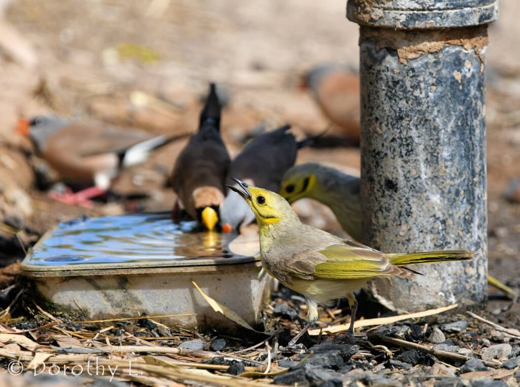 Yellow-tinted Honeyeater (Ptilotula flavescens)
