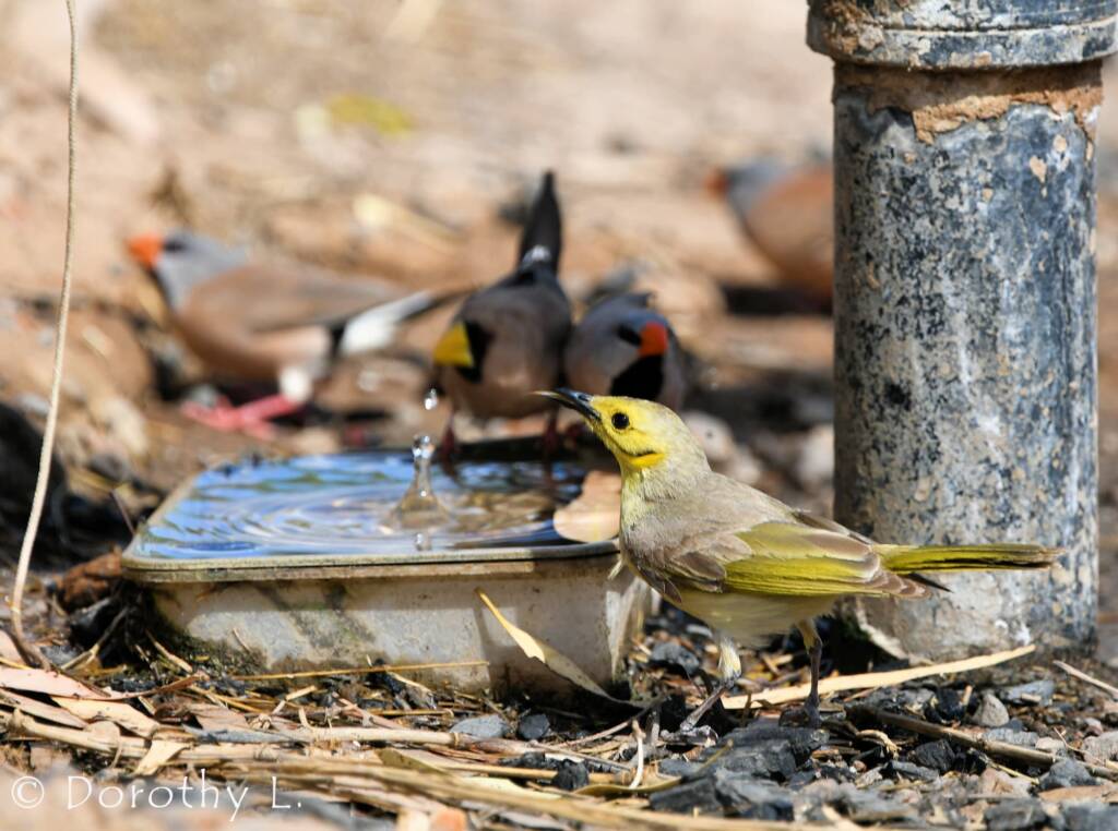 Yellow-tinted Honeyeater (Ptilotula flavescens)