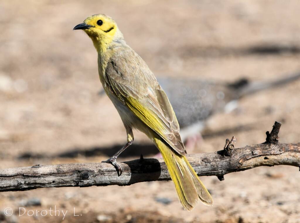 Yellow-tinted Honeyeater (Ptilotula flavescens)