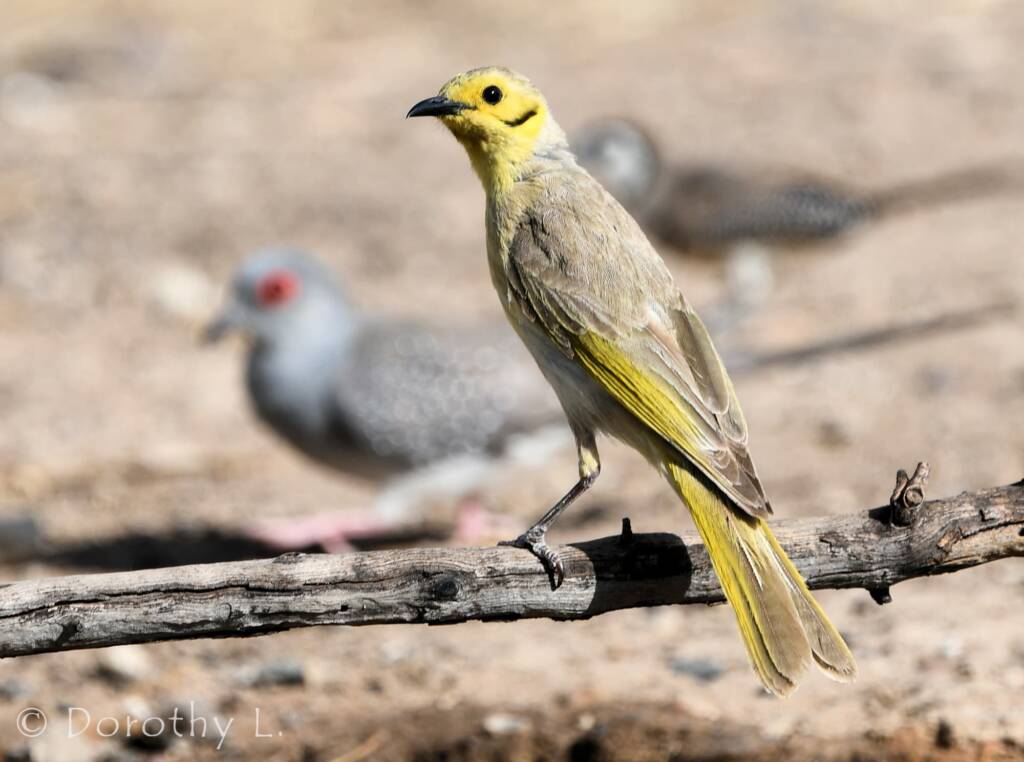 Yellow-tinted Honeyeater (Ptilotula flavescens)