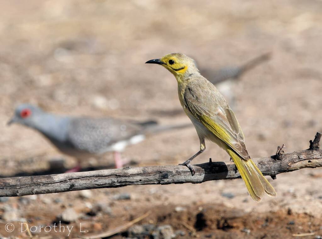 Yellow-tinted Honeyeater (Ptilotula flavescens)