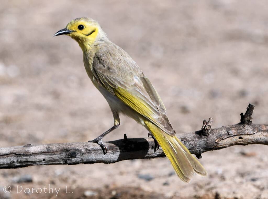 Yellow-tinted Honeyeater (Ptilotula flavescens)