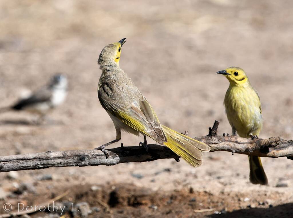 Yellow-tinted Honeyeater (Ptilotula flavescens)