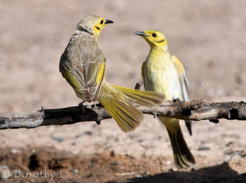 Yellow-tinted Honeyeater (Ptilotula flavescens)