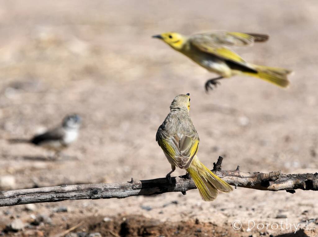 Yellow-tinted Honeyeater (Ptilotula flavescens)