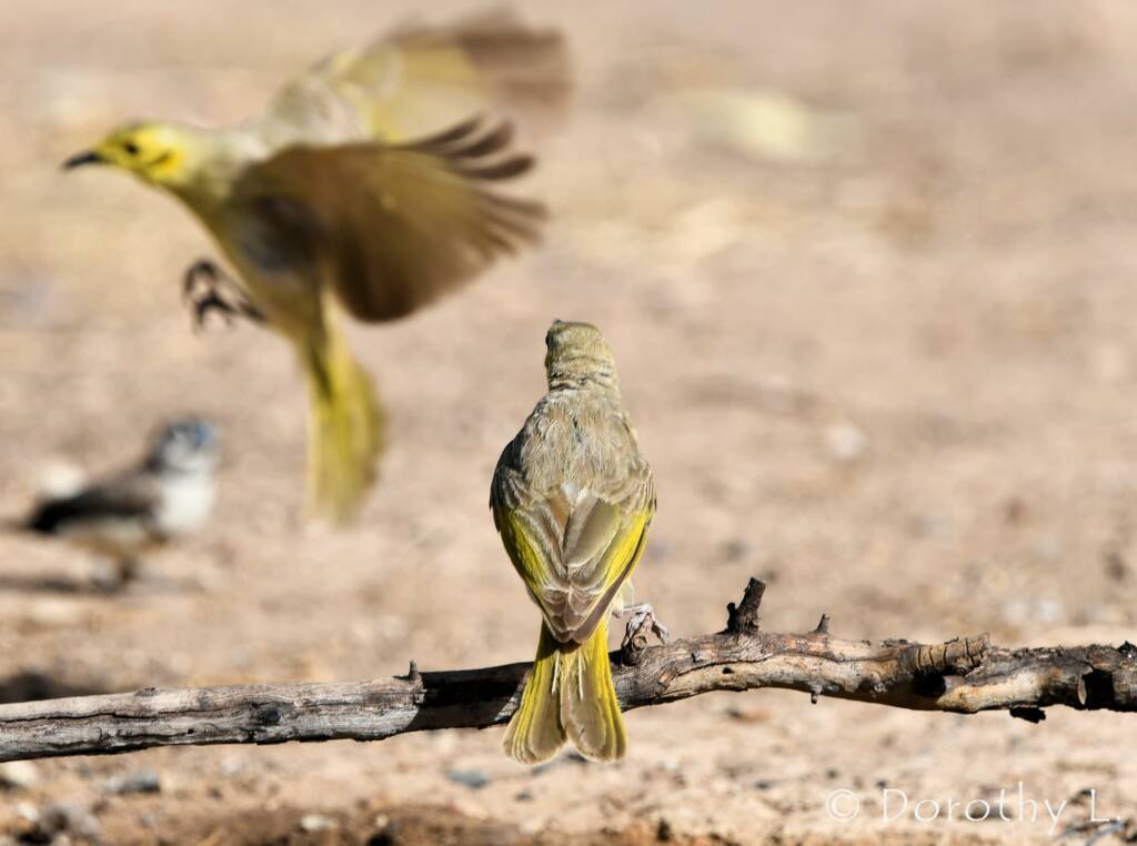 Yellow-tinted Honeyeater (Ptilotula flavescens)