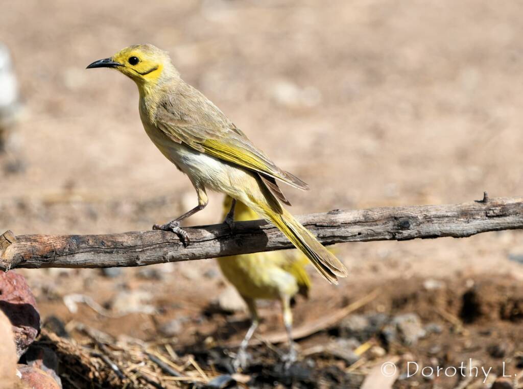 Yellow-tinted Honeyeater (Ptilotula flavescens)