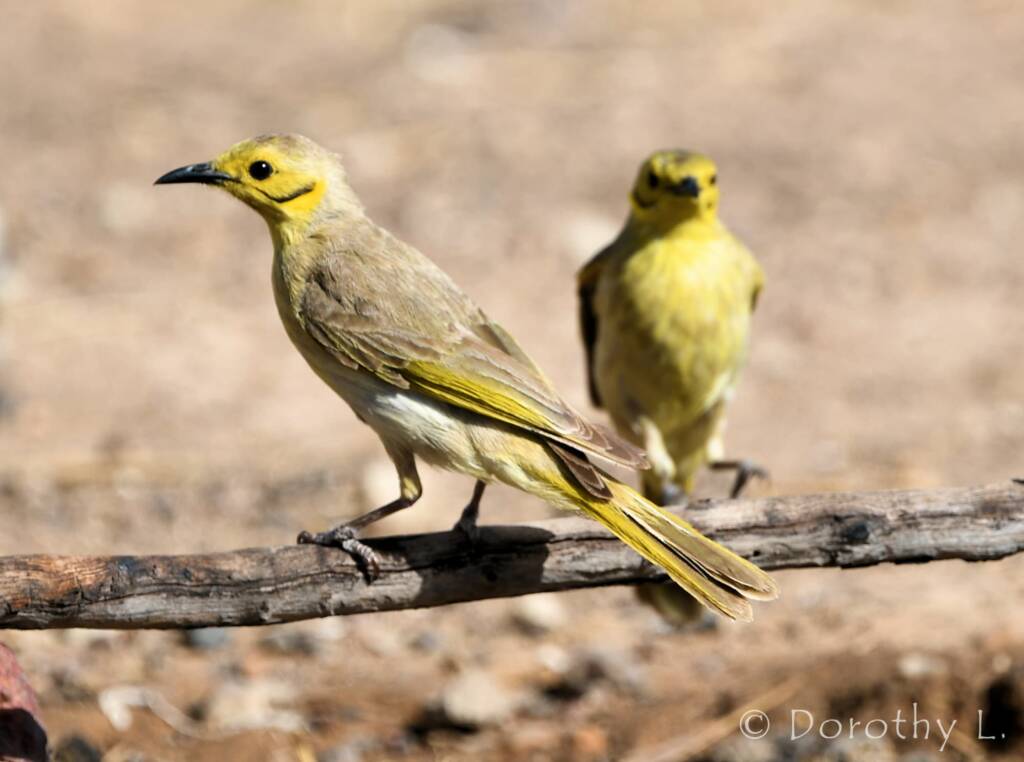 Yellow-tinted Honeyeater (Ptilotula flavescens)