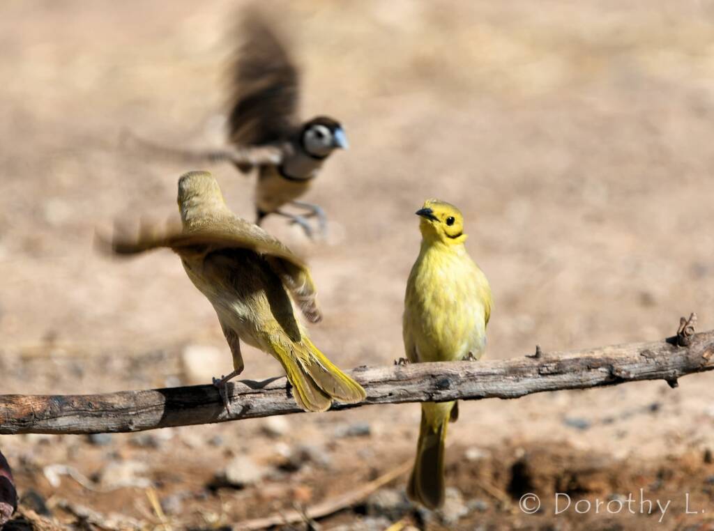 Yellow-tinted Honeyeater (Ptilotula flavescens)