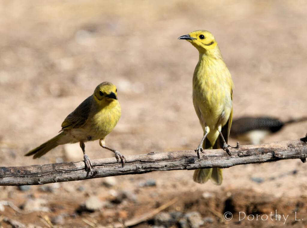 Yellow-tinted Honeyeater (Ptilotula flavescens)