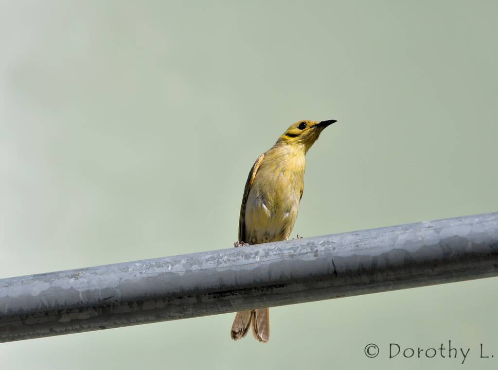 Yellow-tinted Honeyeater (Ptilotula flavescens)