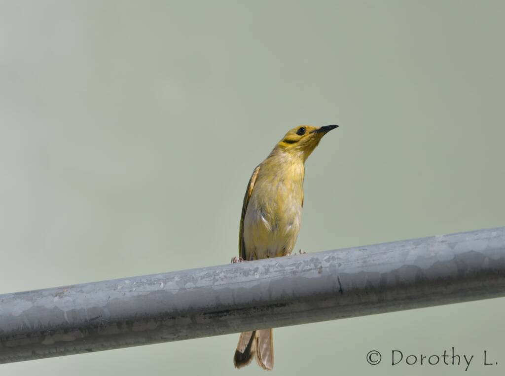 Yellow-tinted Honeyeater (Ptilotula flavescens)