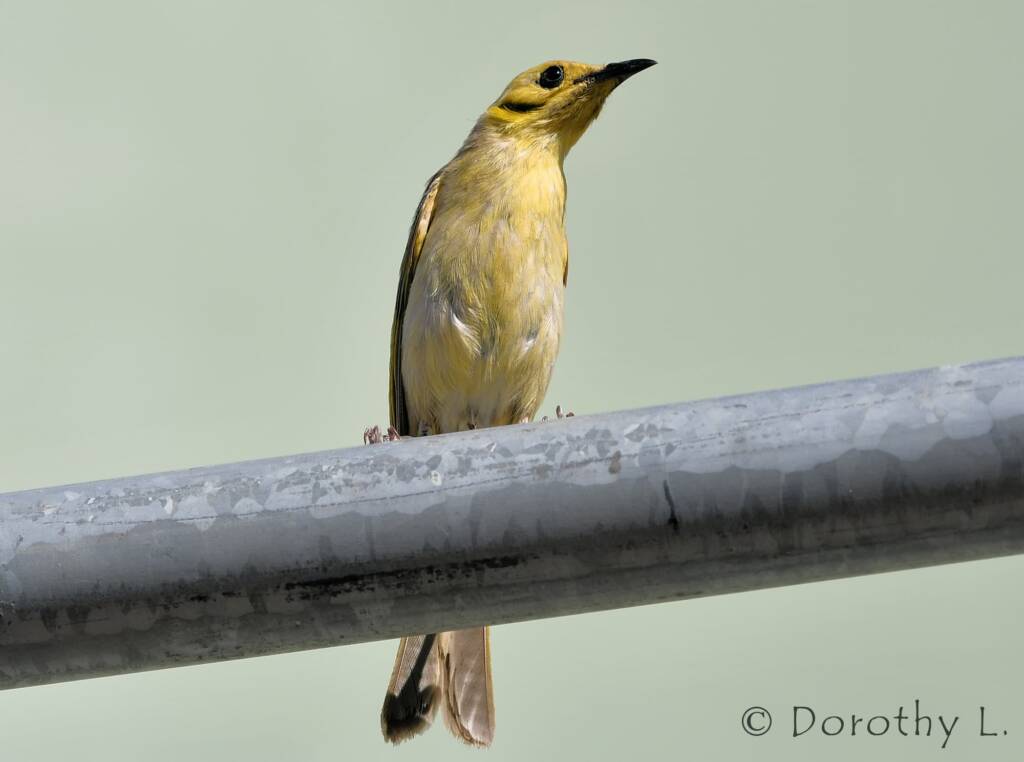 Yellow-tinted Honeyeater (Ptilotula flavescens)