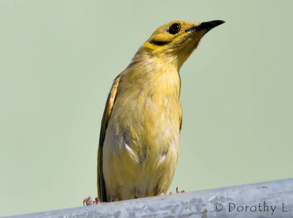 Yellow-tinted Honeyeater (Ptilotula flavescens)