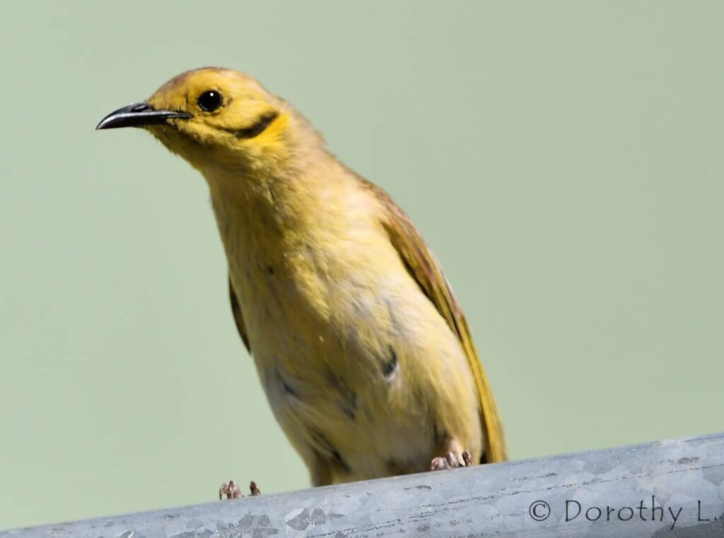 Yellow-tinted Honeyeater (Ptilotula flavescens)