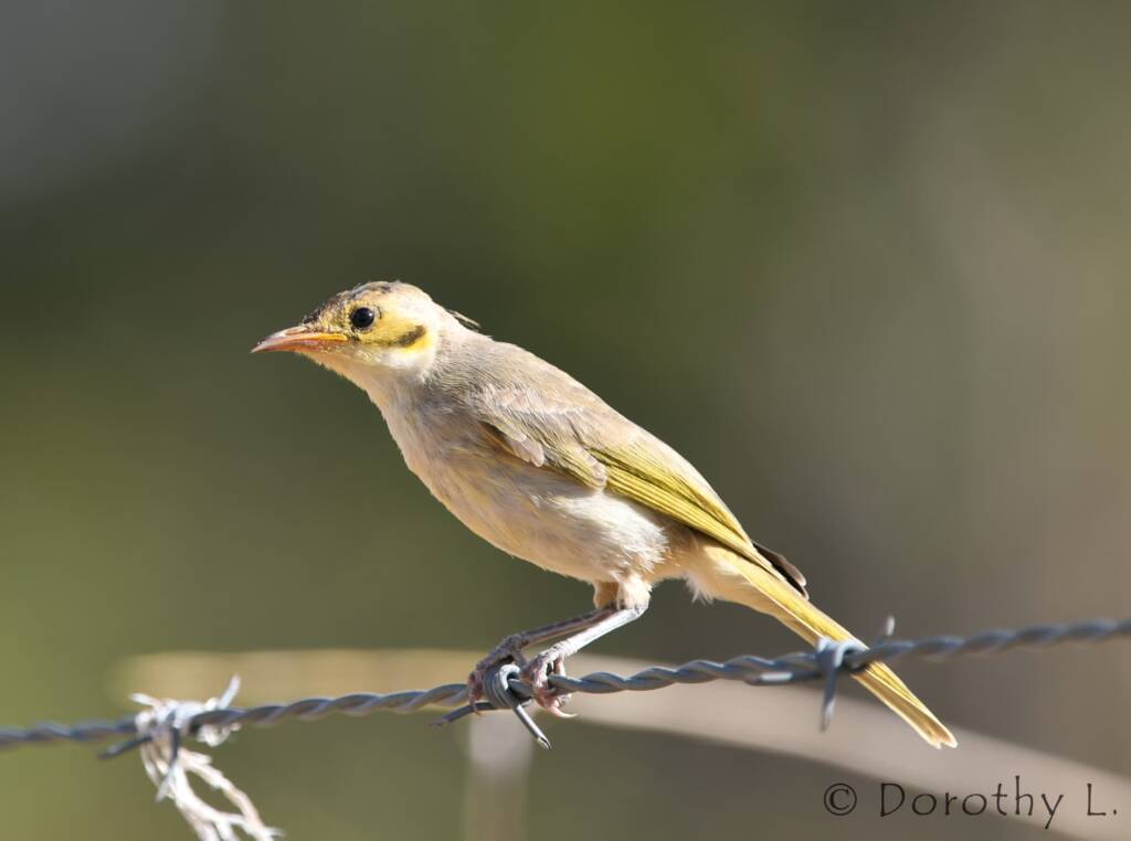 Yellow-tinted Honeyeater (Ptilotula flavescens)