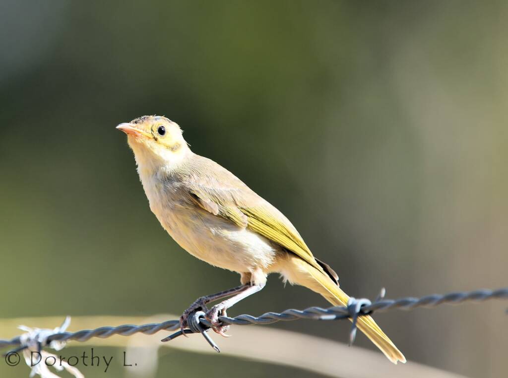 Yellow-tinted Honeyeater (Ptilotula flavescens)