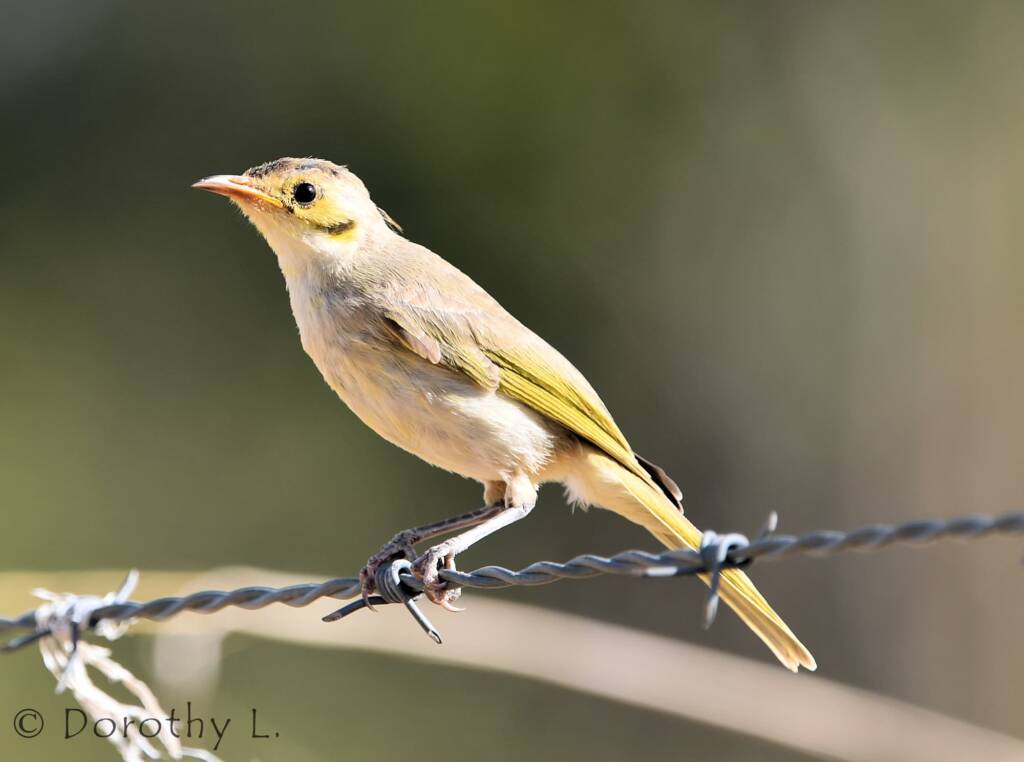 Yellow-tinted Honeyeater (Ptilotula flavescens)