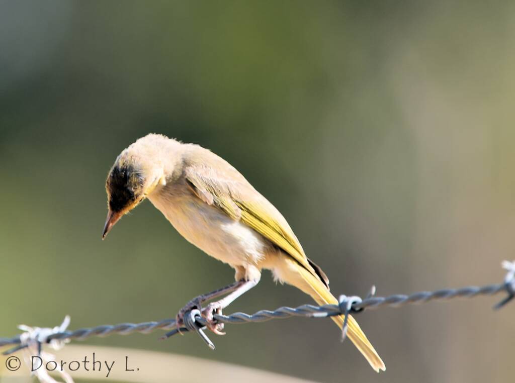 Yellow-tinted Honeyeater (Ptilotula flavescens)