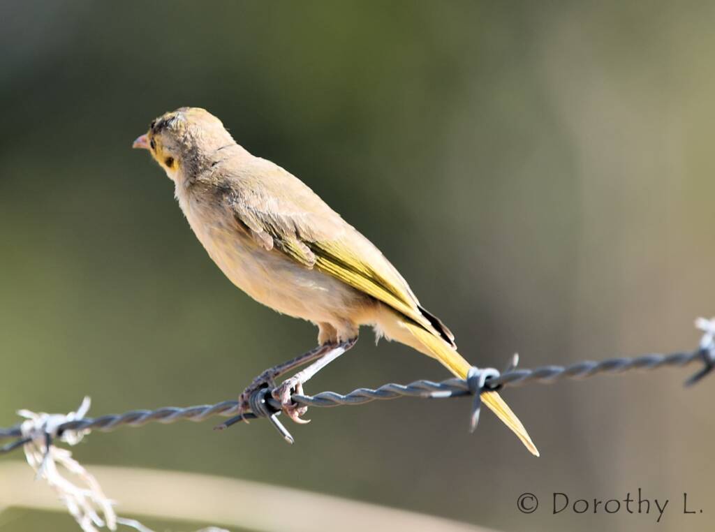 Yellow-tinted Honeyeater (Ptilotula flavescens)