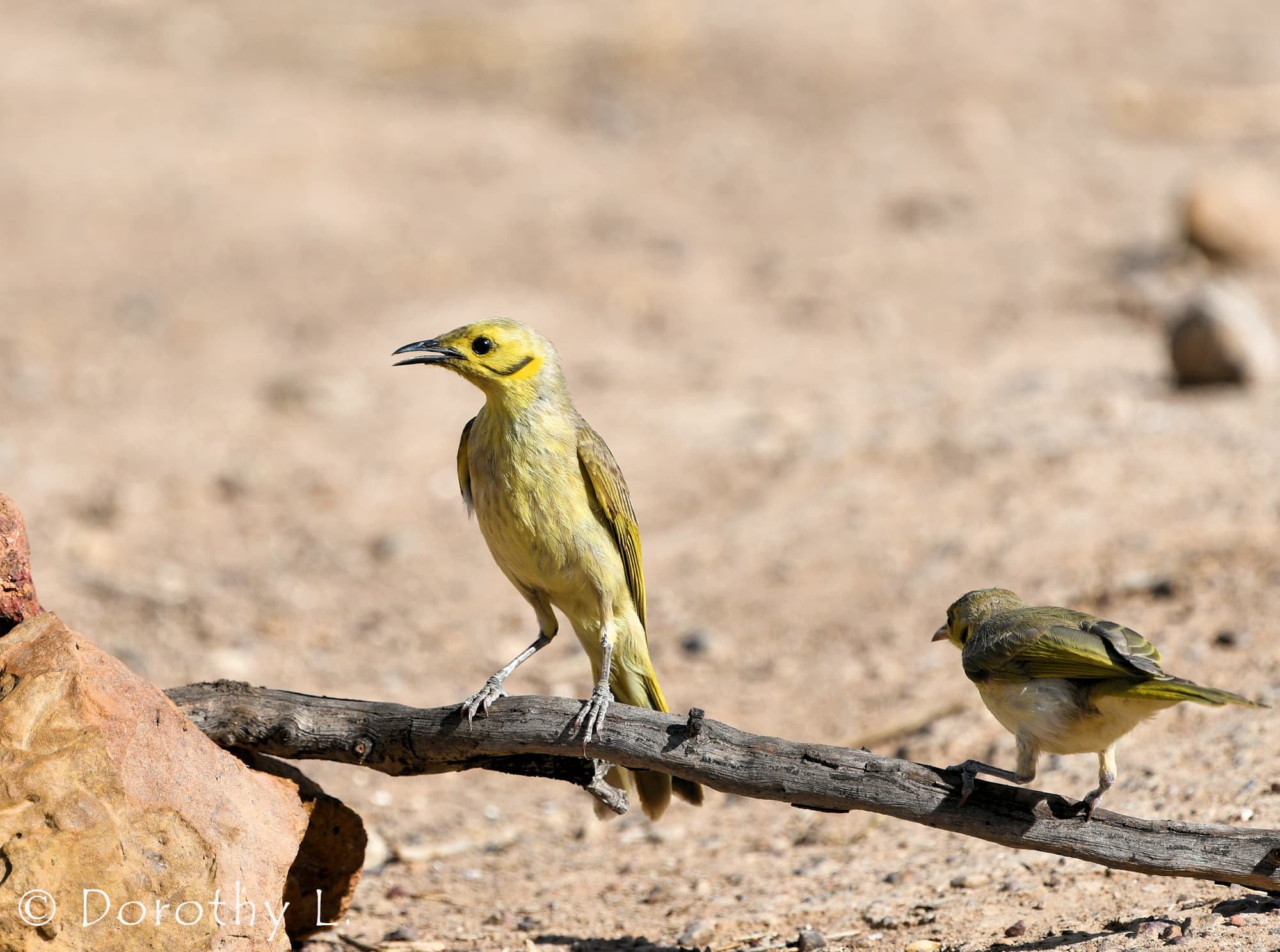 Yellow-tinted Honeyeater (Ptilotula flavescens)