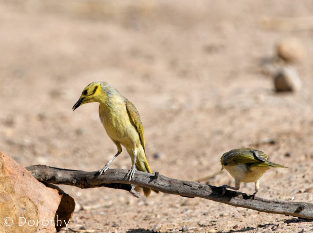 Yellow-tinted Honeyeater (Ptilotula flavescens)
