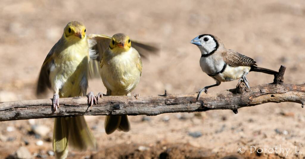 Double-barred Finch with Yellow-tinted Honeyeaters
