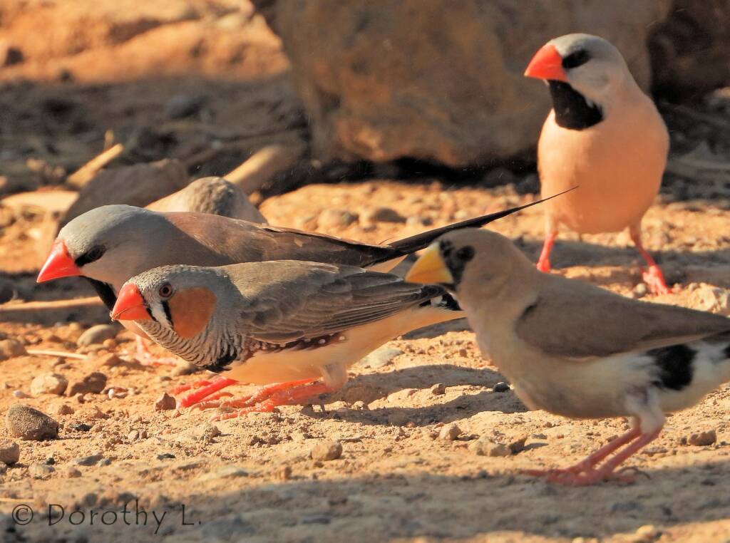 Zebra Finch (Taeniopygia guttata) and Longtail Finch (Poephila acuticauda)