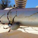 Australian Golden Orb Weaver Spider (Trichonephila edulis)