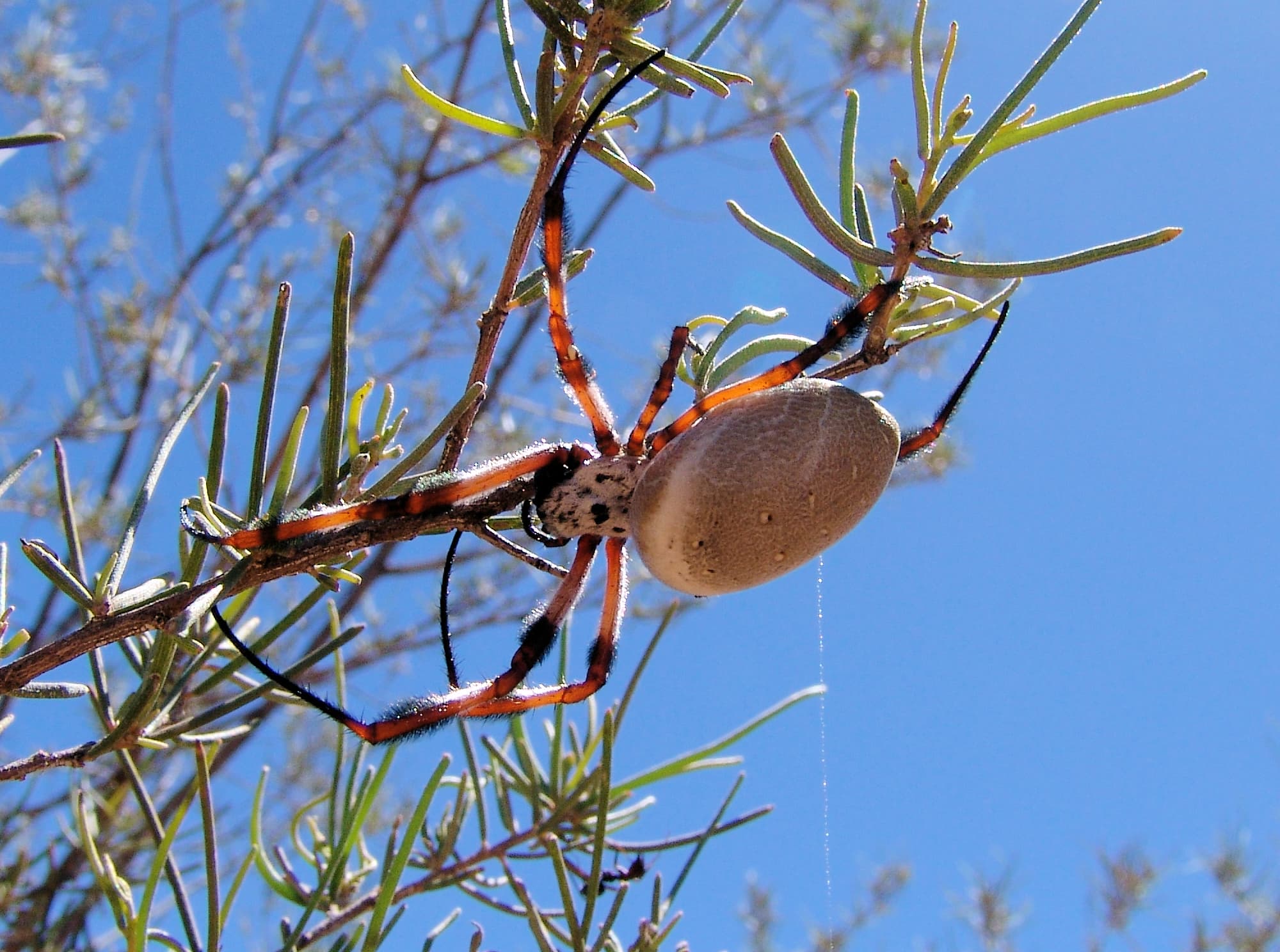 Australian Golden Orb Weaver Spider (Trichonephila edulis)