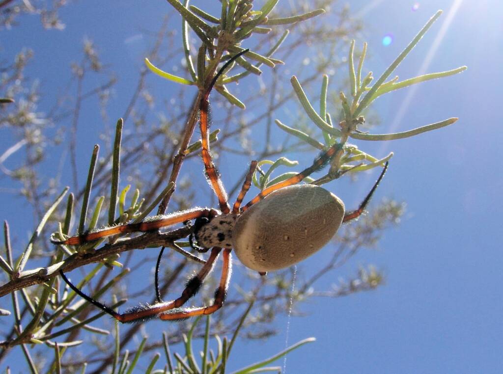 Australian Golden Orb Weaver Spider (Trichonephila edulis)