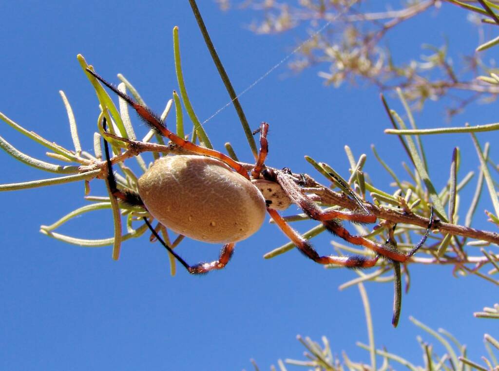 Australian Golden Orb Weaver Spider (Trichonephila edulis)