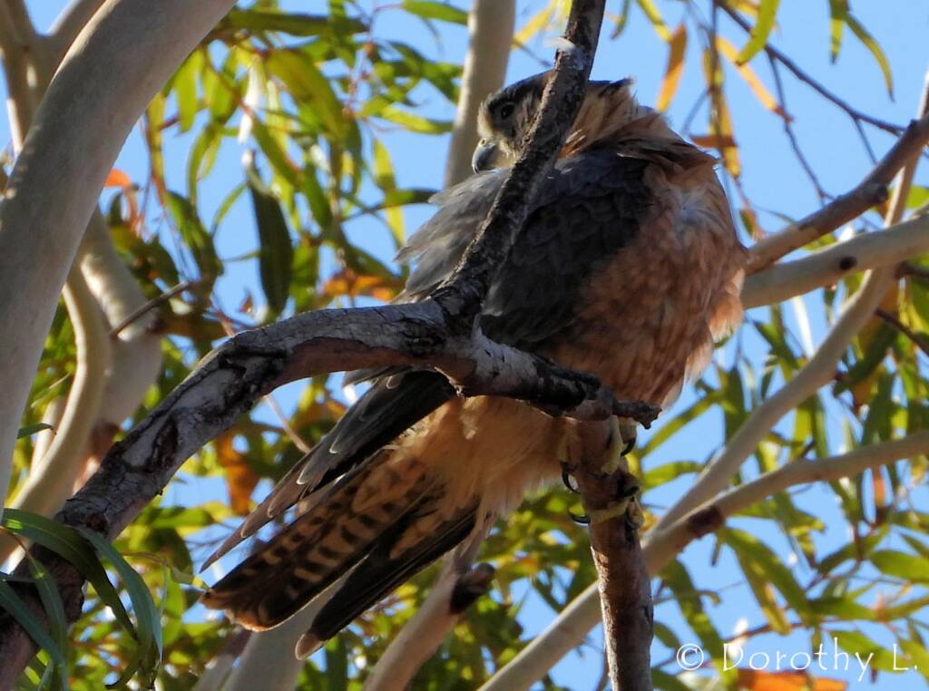 Australian Hobby (Falco longipennis)