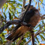 Australian Hobby (Falco longipennis)