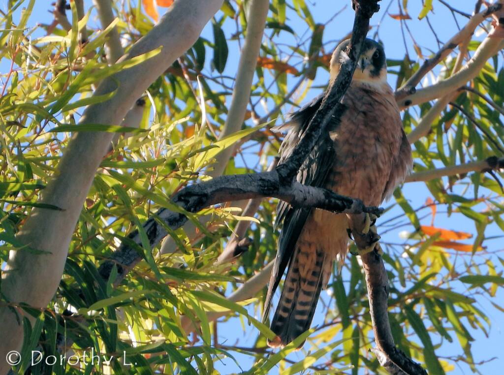 Australian Hobby (Falco longipennis)