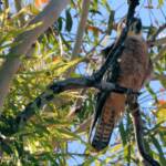 Australian Hobby (Falco longipennis)