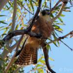 Australian Hobby (Falco longipennis)