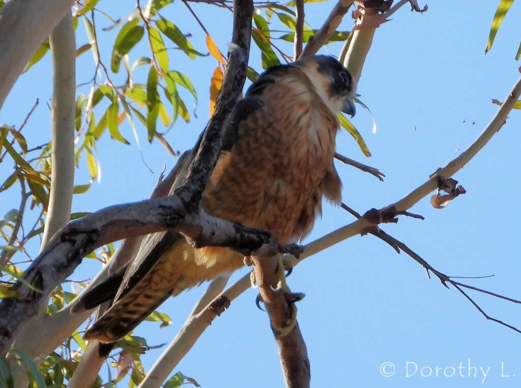 Australian Hobby (Falco longipennis)