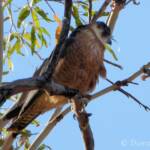 Australian Hobby (Falco longipennis)