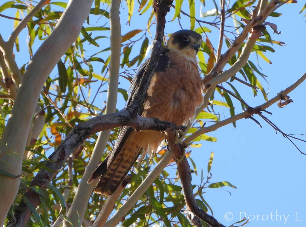 Australian Hobby (Falco longipennis)