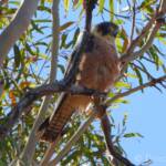 Australian Hobby (Falco longipennis)