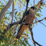 Australian Hobby (Falco longipennis)