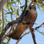 Australian Hobby (Falco longipennis)