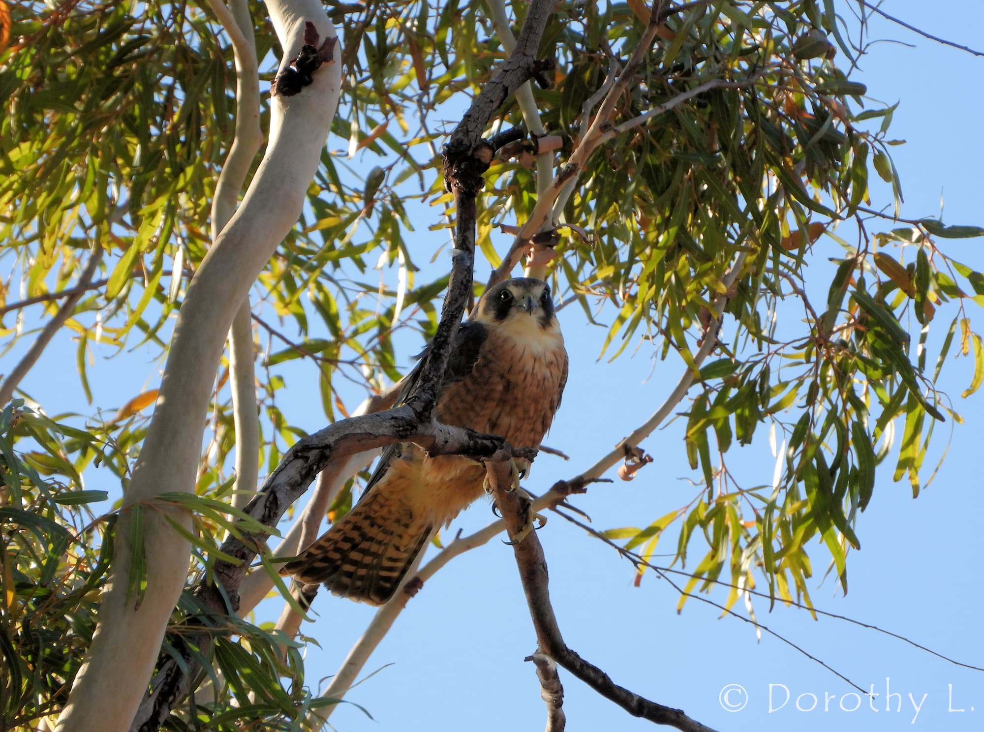 Australian Hobby (Falco longipennis)