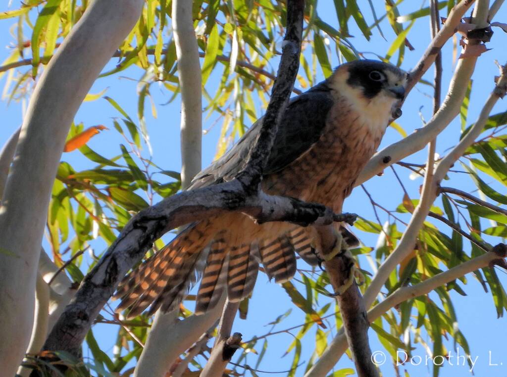 Australian Hobby (Falco longipennis)