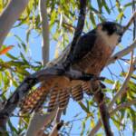 Australian Hobby (Falco longipennis)